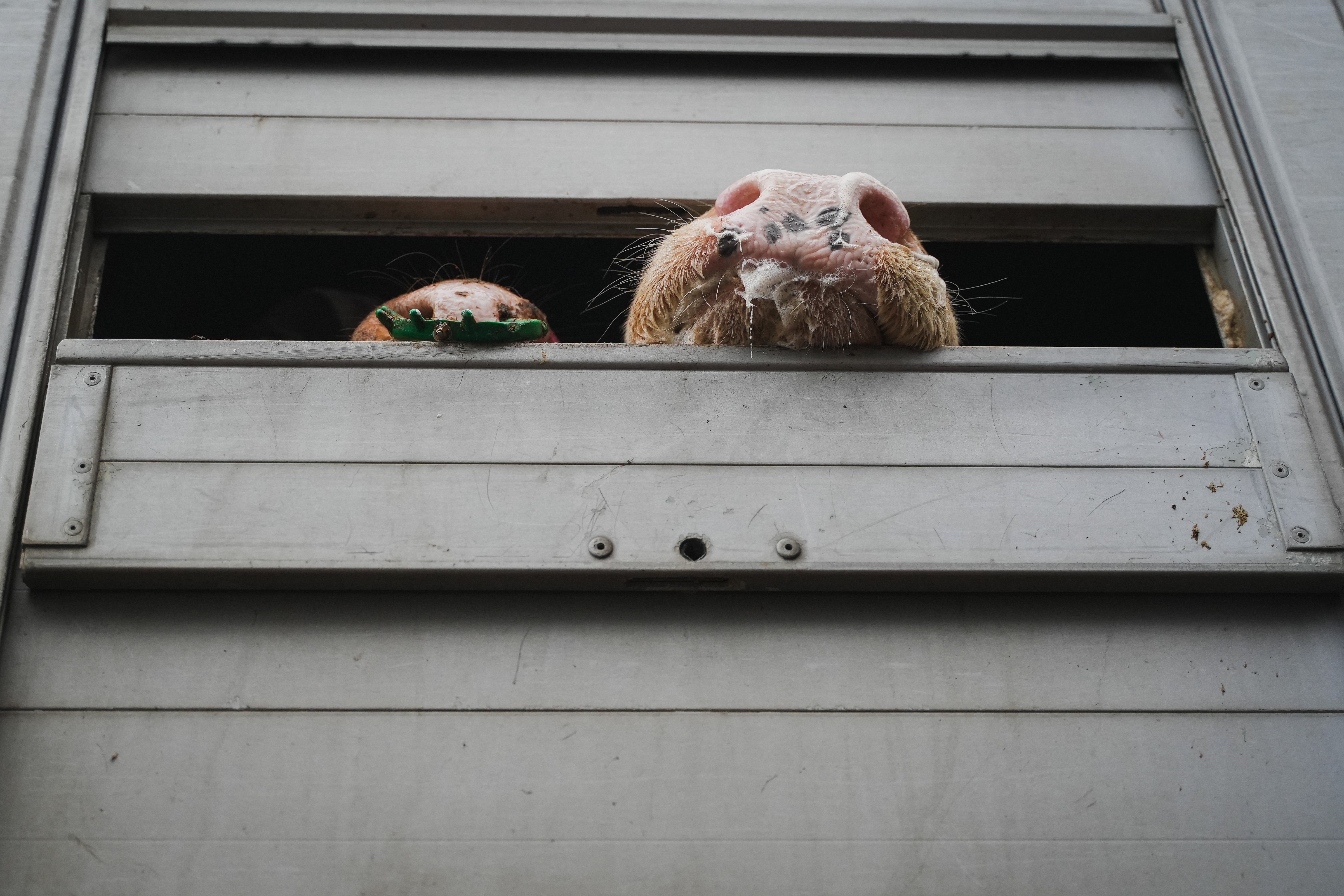 Picture of cow from Kostelec